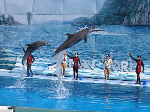  Dolphin performance in Tuan Chau