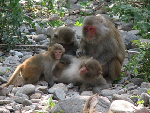Monkeys in Monkey Island