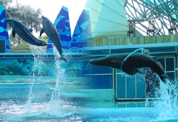  There are dolphin shows 6 days a week