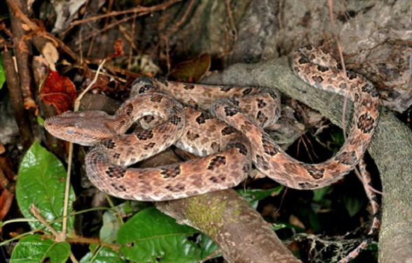 Species of reptile in the National Park