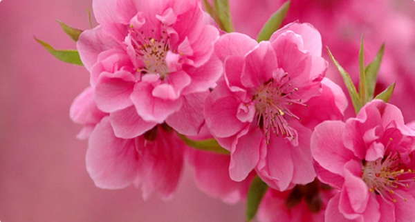 Cherry blossom, a symbol of spring in Northern Vietnam