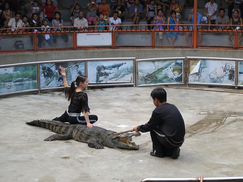Crocodile circus attracts a lot of tourists, especially children