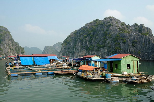 The peaceful fishing village right in Halong bay