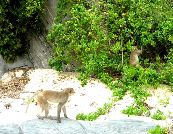 Monkey Island is the home of wild monkeys and endangered white head langurs