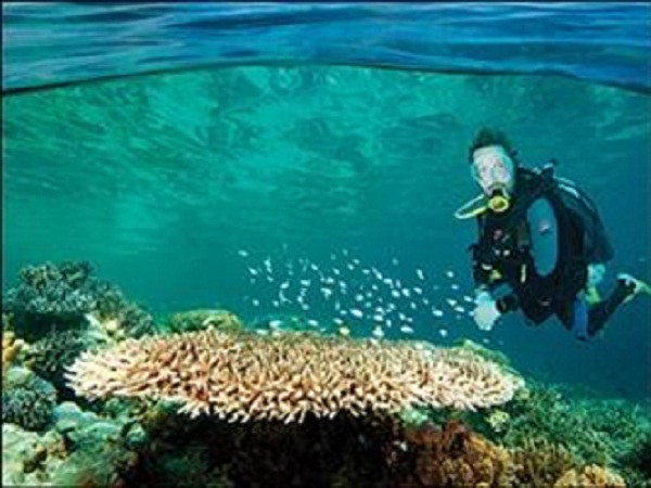Dive in Phu Quoc Island