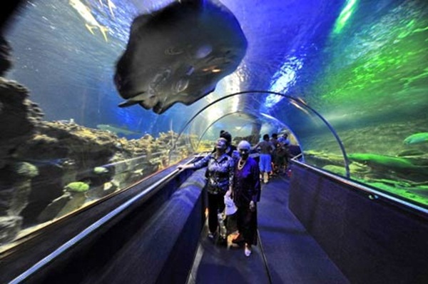 Tri Nguyen Aquarium - the largest aquarium Vietnam
