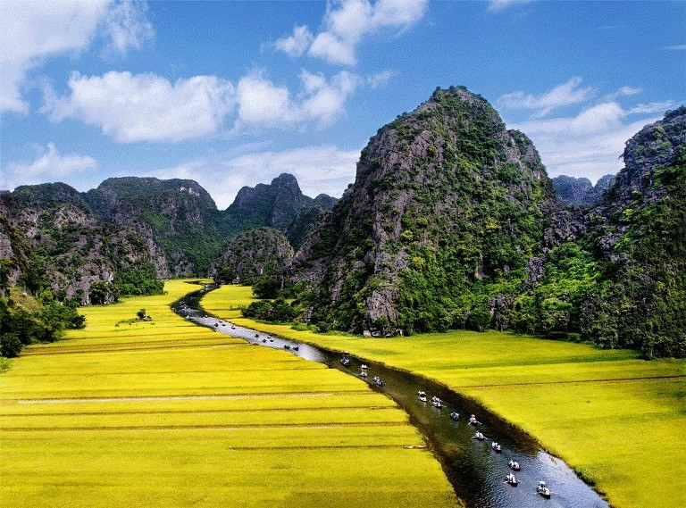 Tam Coc in rice harvest season