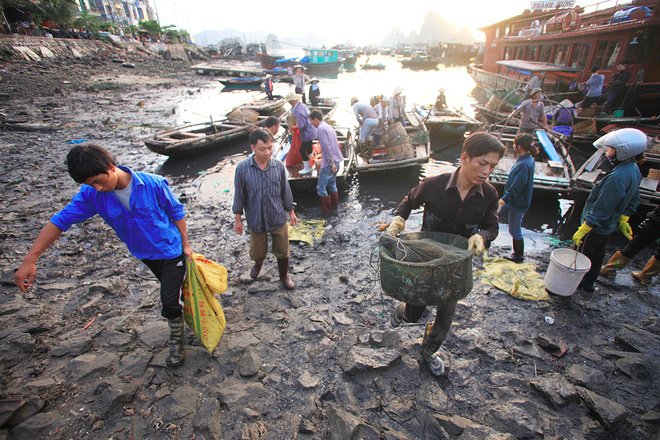 Fishes from islands are transported to Cai Rong Port to trade 