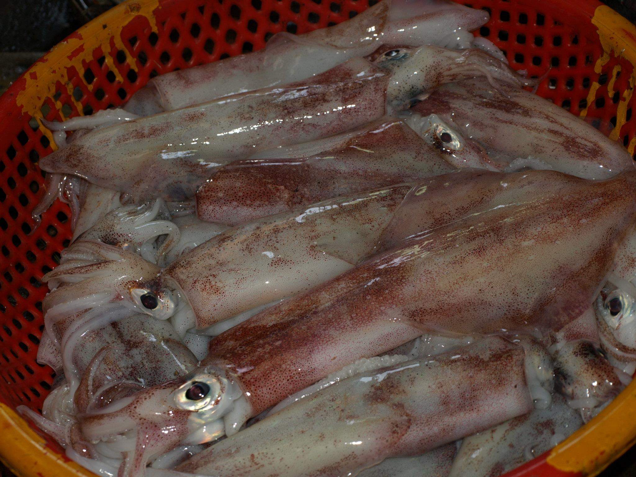 Fresh squids have dark pink skin color