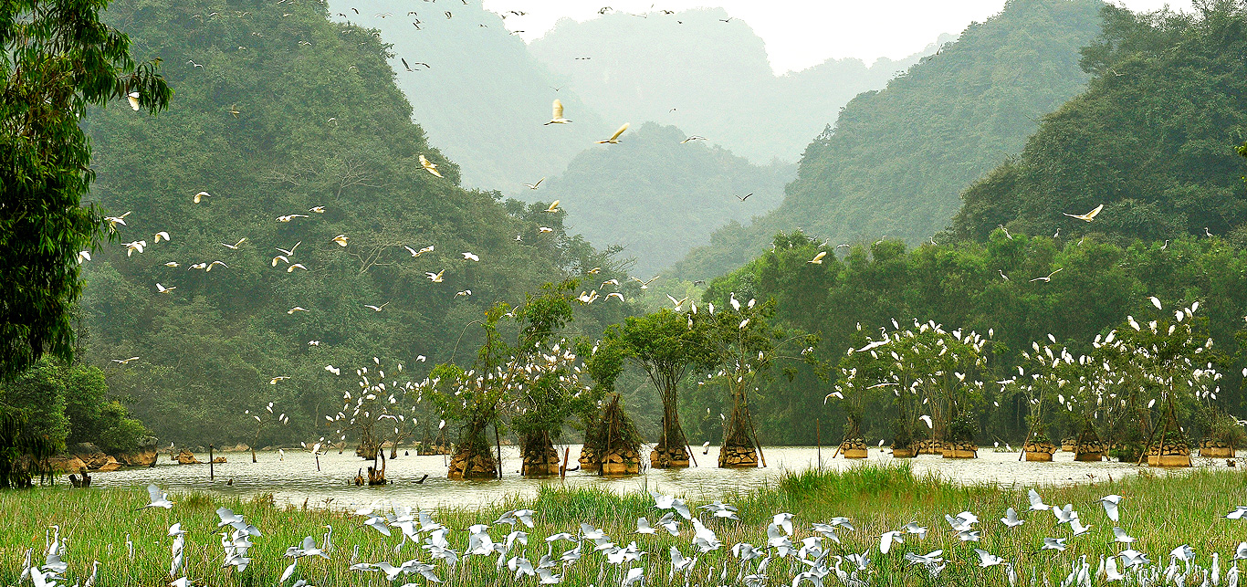 Van Long wetland nature reserve 