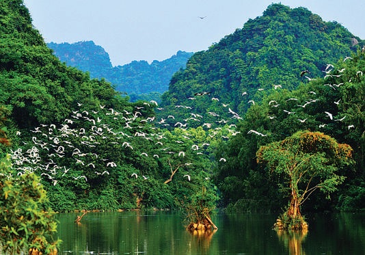 White stork flying over the sky in Ninh Binh