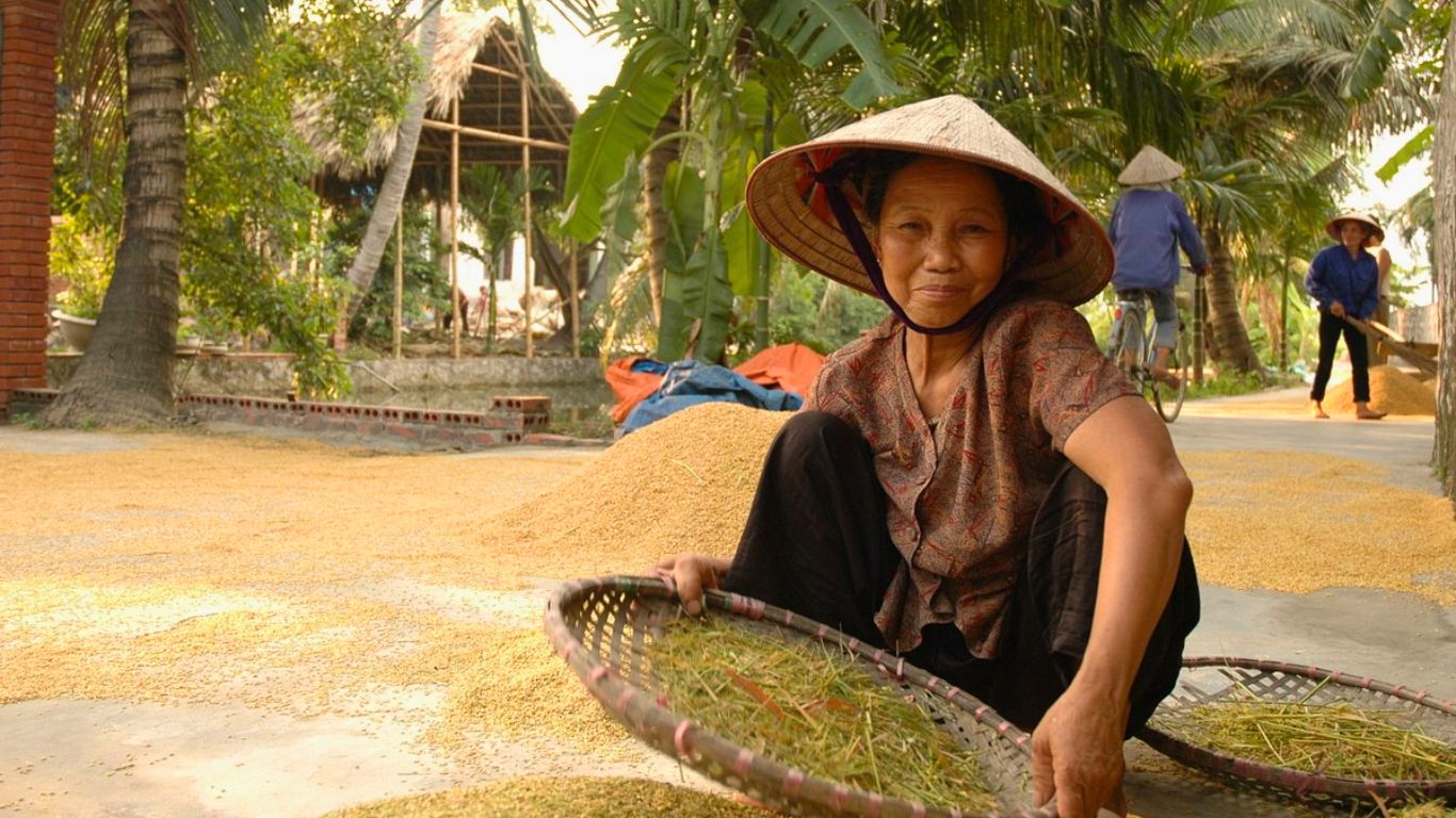 Experience harvesting season in Yen Duc village